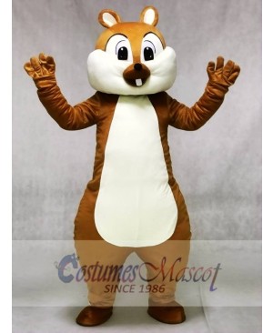 Cute Squirrel Mascot Costumes Forest Animal