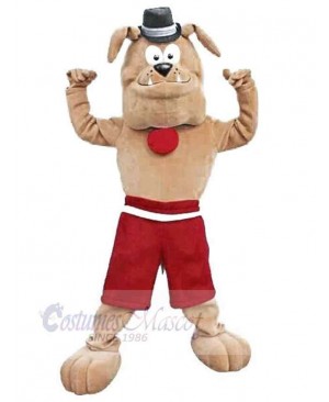 Cute Brown Bulldog Mascot Costume Animal with Black Hat